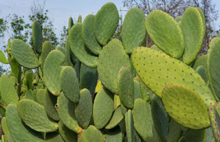 Figuier : nopales et raquettes